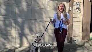 Quick-Control Leash Mastery ️ Transform Your Dog's Behavior Now!