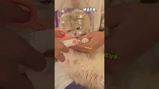 【#薄荷猫猫甜不甜】如何对付剪指甲不老实的小猫咪？#薄荷猫猫 #治愈猫咪 #我和我的猫