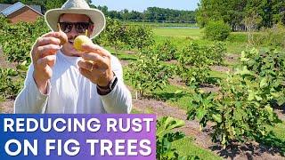 Overcoming Rust: Fig Tree Growing Tips