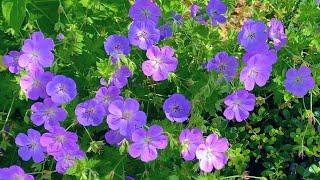 Geranium Rozanne: 6 Reasons to Plant This Special Long Blooming Perennial