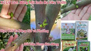 Xử Lý Làm Bông Mít Indo Ruột Đỏ - Hôm Nay Nhú Bông Đều Vườn và Phun Kéo Bông