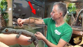 TERRARIUMS in every corner! - Oli's reptiles and his animal kingdom *english subtitles*