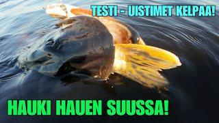 HAUKI HAUEN SUUSSA JA UISTIN MAISTU - Hybridi Uistimen ekat testireissut kaudelle 2024!