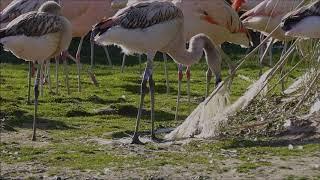 Chilean flamingo (juvenile) practices foraging behaviour