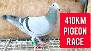 VERY FAST Racing Pigeon Arrivals from 400km