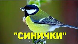 "Синички" (С.Апасова - С.Астраханцев)