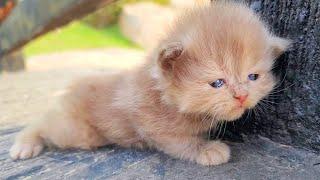 Cute kitten looking for Mother cat