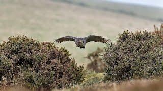 Falconry 4 | Hunting with Goshawks, Peregrine Falcons & Harris' Hawks - with Nigel Hawkins