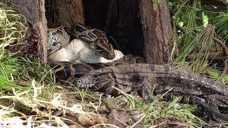 Tegu Stalks Python Nest 01 Footage