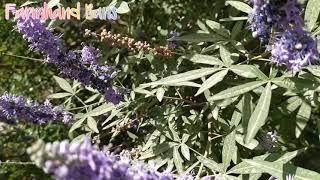 Vitex Agnus-Castus | Chaste Tree [ Farmhand Bans]