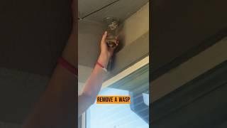 Man tries gasoline 'hack' to get rid of wasp nests – and it ends up in disaster.