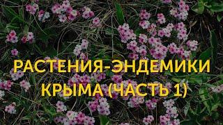 Растения-эндемики Крыма (часть 1)