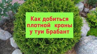 Как добиться плотной кроны у туи Брабант