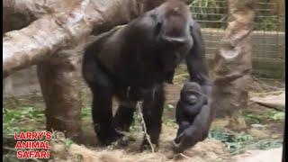 Baby Jameela #8.  with Baby Kunda - April 20th    #gorillas