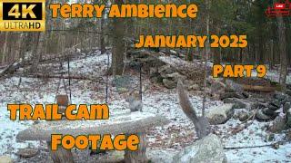 4k Trail Camera Footage January 2025 Part 9