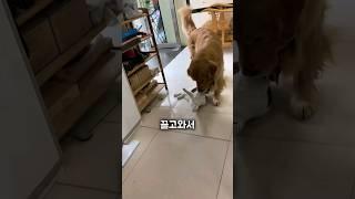 의심해서 미안해 골댕아...ㅠㅠ