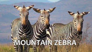 SOUTH AFRICA Mountain Zebra (Mountain Zebra and Karoo national park)