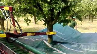 Cherry harvesting