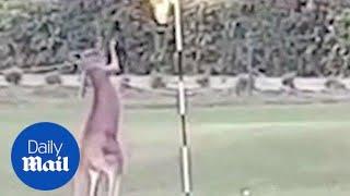 Kangaroo tries to fight with a pole in Queensland, Australia - Daily Mail