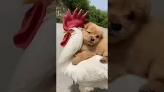 Dog funny ride with rooster 