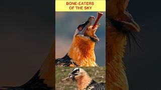 Do Bearded Vultures Eat Bones for Survival?#shortvideo #ytshorts #viralshorts #beardedvulture