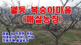 순천시 농지6천5백만원 / 월등면 신월리, 지대높아 경관좋은 한적한 위치 매실밭1,418 ㎡(약429)