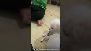 #dog #doglover #pets #viral #youtubeshorts #youtube #daily