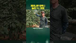 체리나무묘목 늘려가는 방법