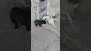 Beautiful Stray puppies relaxing in winters sunshine | Mountain Village | Nature Buddies #animals