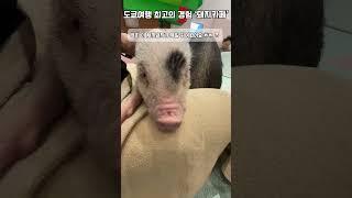 도쿄여행 필수코스 돼지카페 mipig #shorts