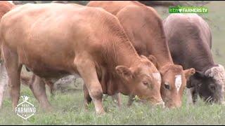 How to manage your beef farming enterprise - Part 1