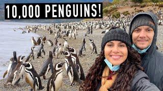 PENGUIN ISLAND IN USHUAIA! THE WORLD'S SOUTHERNMOST CITY  (PATAGONIA ARGENTINA)