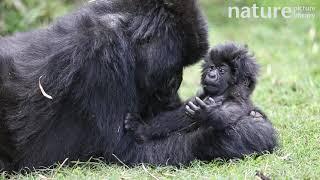 Female Mountain gorilla playing with baby, Volcanoes National Park, Rwanda.