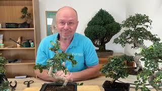 How to Taper The Trunk of Bonsai Trees - The Fukien Tea Tree