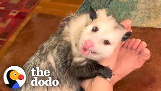 Opossum Covers His Mom's Face In Kisses | The Dodo Little But Fierce