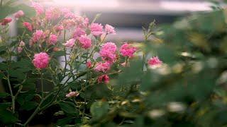 Beautiful Flowers cinematic video | Fujifilm xt 4