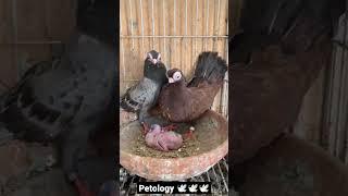 Australian pigeon cute pigeon #shortvideo #petology