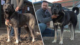 KANGAL KÖPEĞİ VE KANGAL SANILAN ANADOLU ÇOBAN KÖPEĞİ BÖYLE OLUR DEDİ ! GÜNDEM OLDU ( İSMAİL ÖZBEK )