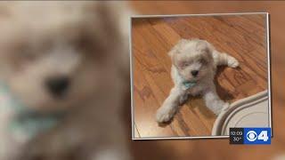 Woman says Petland sent her bills even though puppy died 2 weeks after she bought her