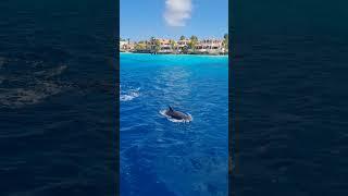 Dolphins Bonaire Privat Charter #bonaire #privatecharter #snorkeling #sailing #kralendijk