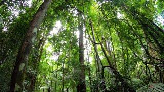 Relaxing forest sounds with birds  Morning forest birds sounds Zosa relaxing nature sounds