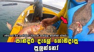 Wow! Morning Net Fishing in the Sri Lankan Sea: A Colorful Catch of Various Fish