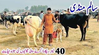 Salam Mandi today updated | Friesian Cross Cow In Punjab Mandi Sargodha | 18 December 2024