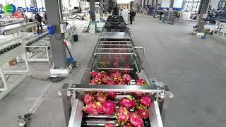 Dragon fruit cleaning drying grading machine pitaya weight sorting equipment fruit processing line