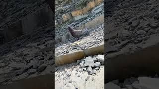 Голубь очень  дружелюбный ! Толстый мыс Геленджик !
