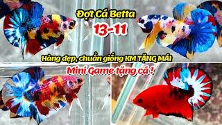 Đợt Cá Betta 13-11 Nemo Multicolor Yellow Base, Metalic Yellow, FC Red hàng làm giống KM TẶNG MÁI !