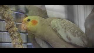 Paradise Pets – Cage and Aviary Birds based in Wiltshire