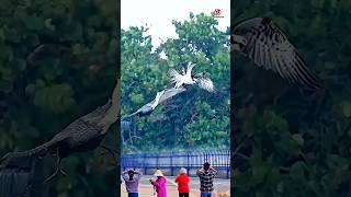 Moments Pelican snatches fish caught by osprey