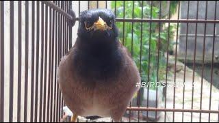 Common myna bird song  Indian myna sound | mynah singing #BirdSounds