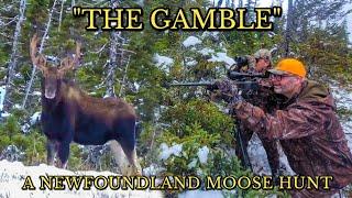 Newfoundland Moose Hunt - EPIC Stalk on BIG Bedded Bulls! | "The Gamble"